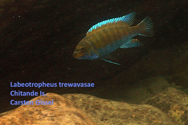 Labeotropheus trewavasae 'Chitande Island'